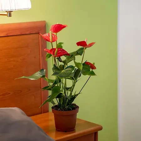 Il Passetto 게스트하우스